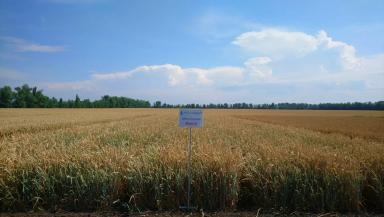 Васса сорт мягкой озимой пшеницы