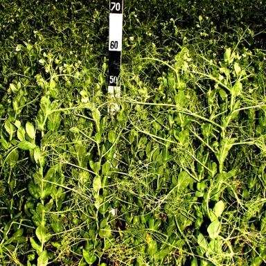 Усатый кормовой сорт гороха посевного