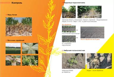 Лаудис®, ВДГ – гербицид для защиты кукурузы от сорняков