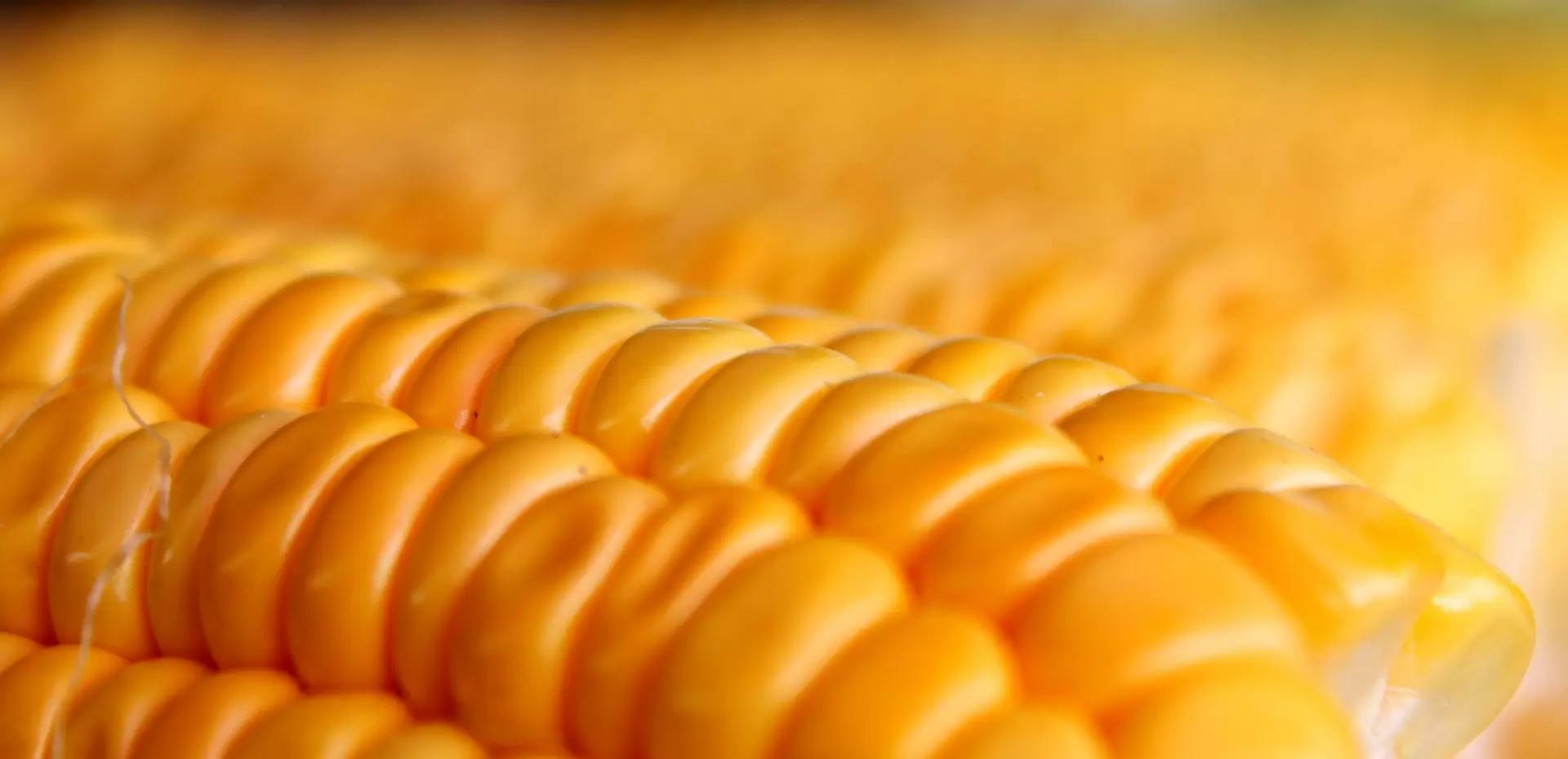 Импорт семян кукурузы в РФ сократится на 40%