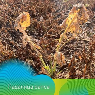 О важности десикации картофеля