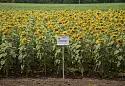 Горстар - гибрид подсолнечника ( Helianthus annuus L.).