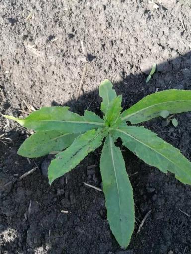 Агромониторинг