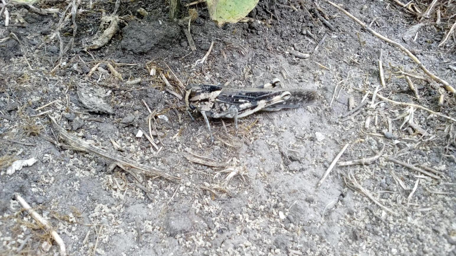 Агромониторинг