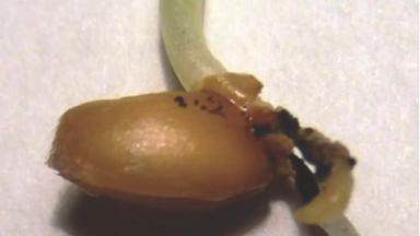 Питиозная корневая гниль