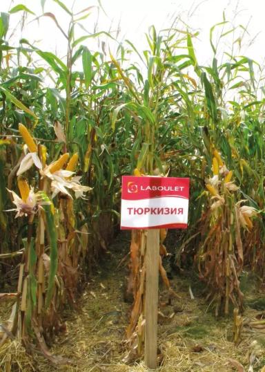 Тюркизия