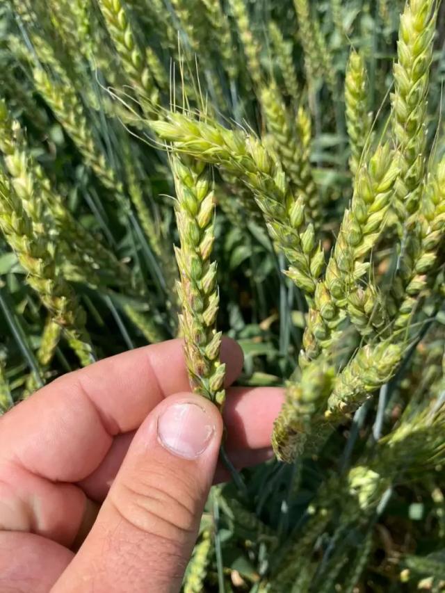 Вопросы из чатов: повлияет на урожай?