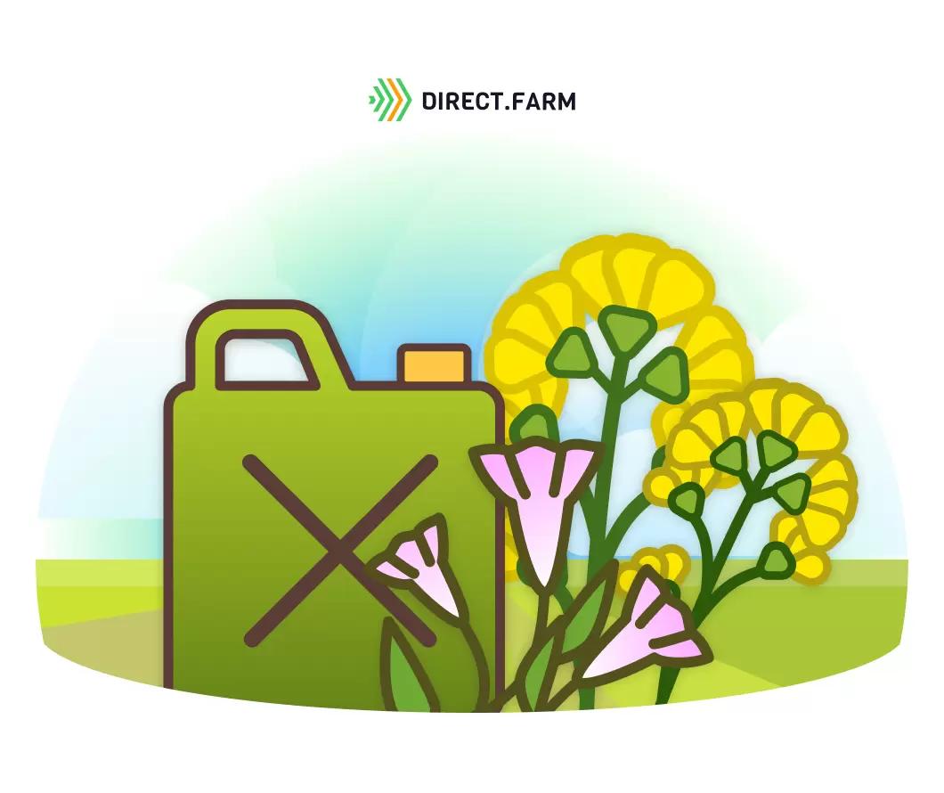 Как бороться с вьюнком на рапсе?