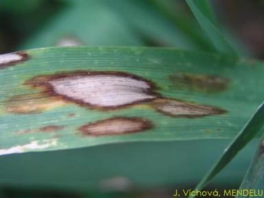 Ринхоспориоз (окаймленная пятнистость)