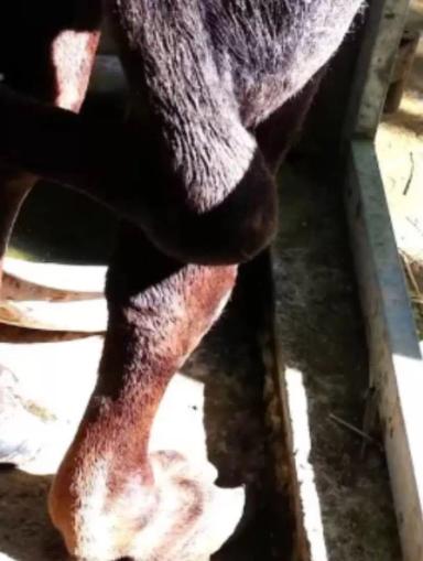 Как профилактировать подворот копыт у телят?