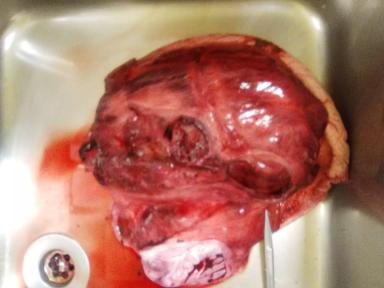 И снова о УЗИ семенников у разных видов животных.