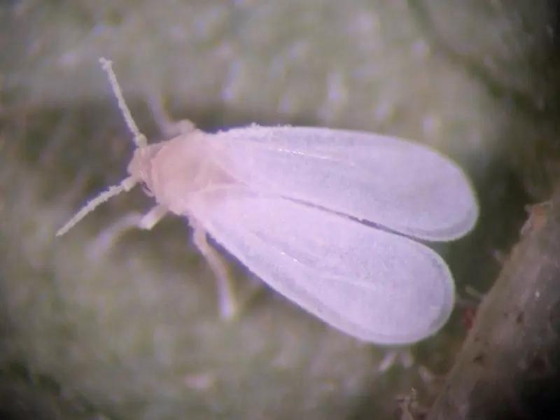 Защита томата в теплицах от вредителей в зимний период.