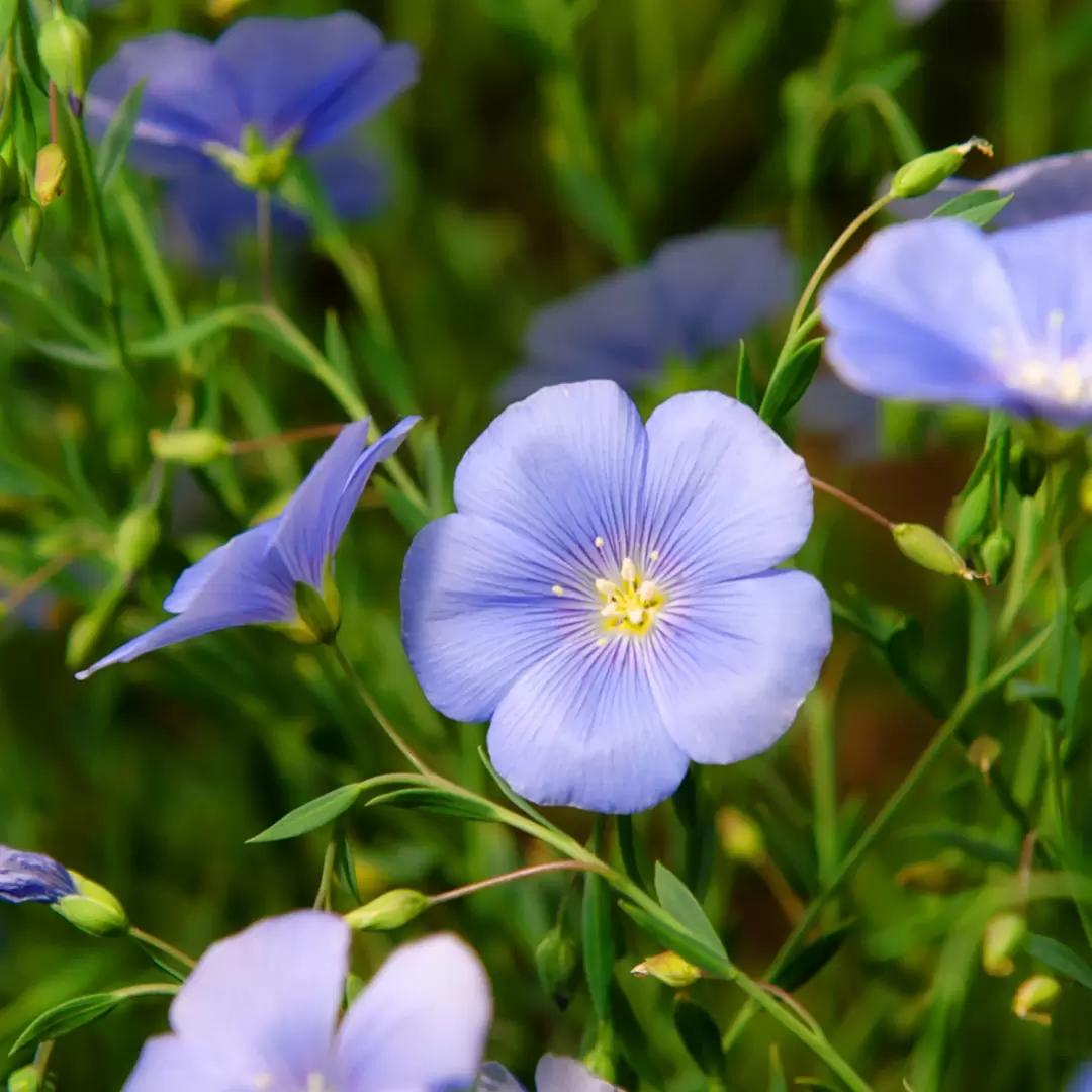 Гербицид Горгон® получил расширение регистрации.