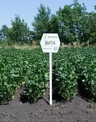 Вита
