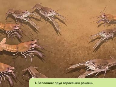 Как организовать ферму по разведению пресноводных раков. Часть 3
