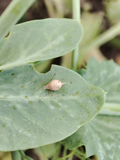 Вредитель на горохе