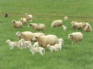 Дюдэ – Овцеводство. Гл. 12. Ч. 2. Выпас. Рационы