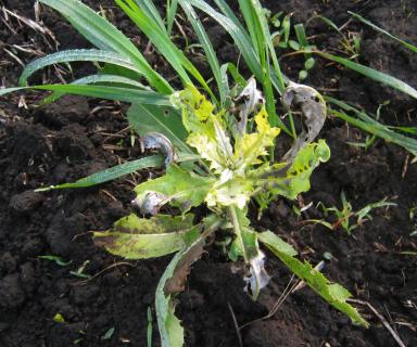 Гербицидная обработка пшеницы против устойчивых сорных растений