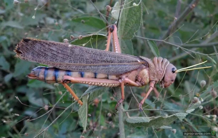 Просо отпугивает саранчу