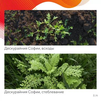 Вредный объект? У «Августа» ответ!