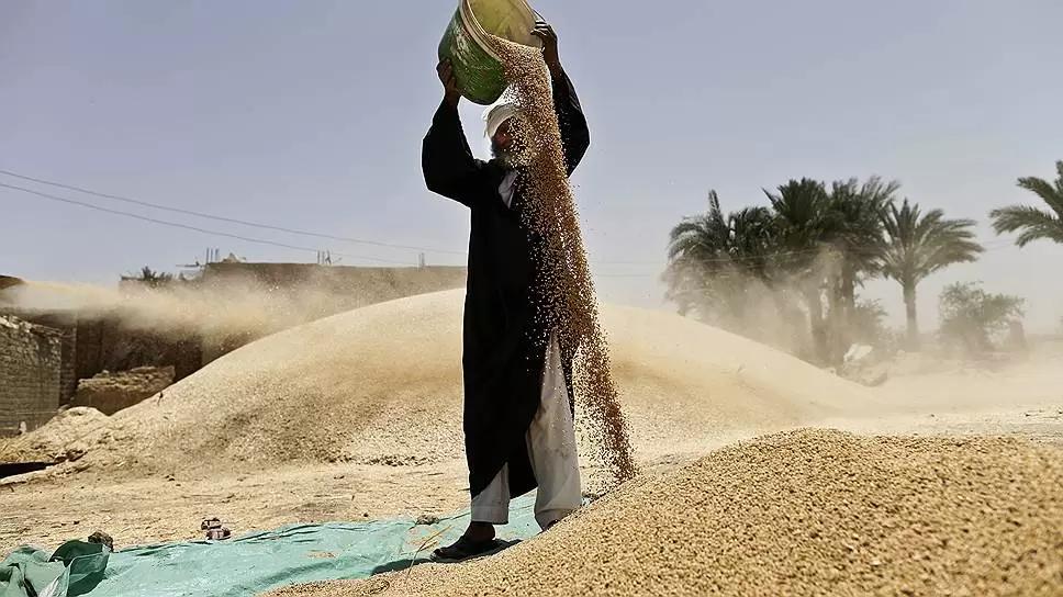 Bloomberg: Египет закупит миллион тонн российской пшеницы