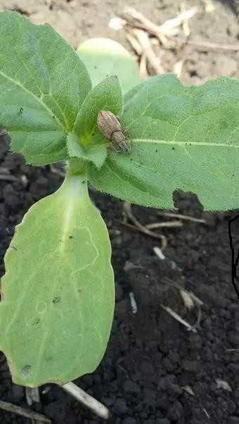 Угроза: Свекловичный долгоносик