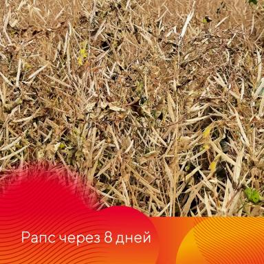 Сахара®. Подсушит культуру, засушит сорняки