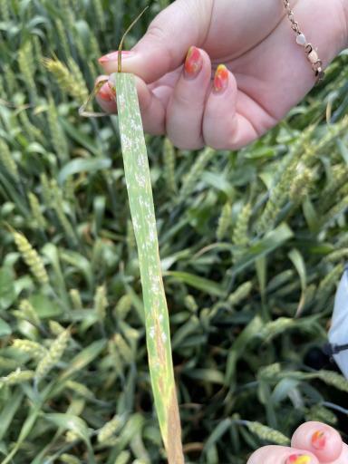 Агромониторинг