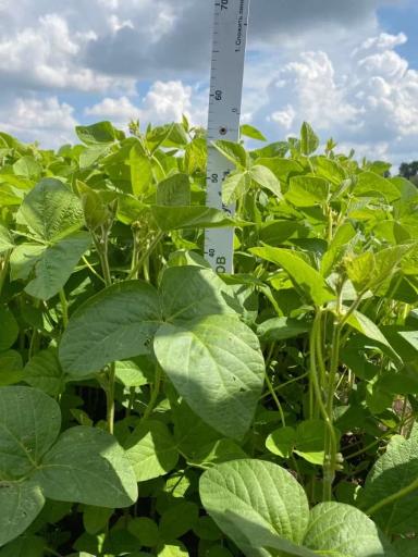 🌱 Промежуточные показатели демопосевов в агроцентре ООО «Казань Агрохимсервис»