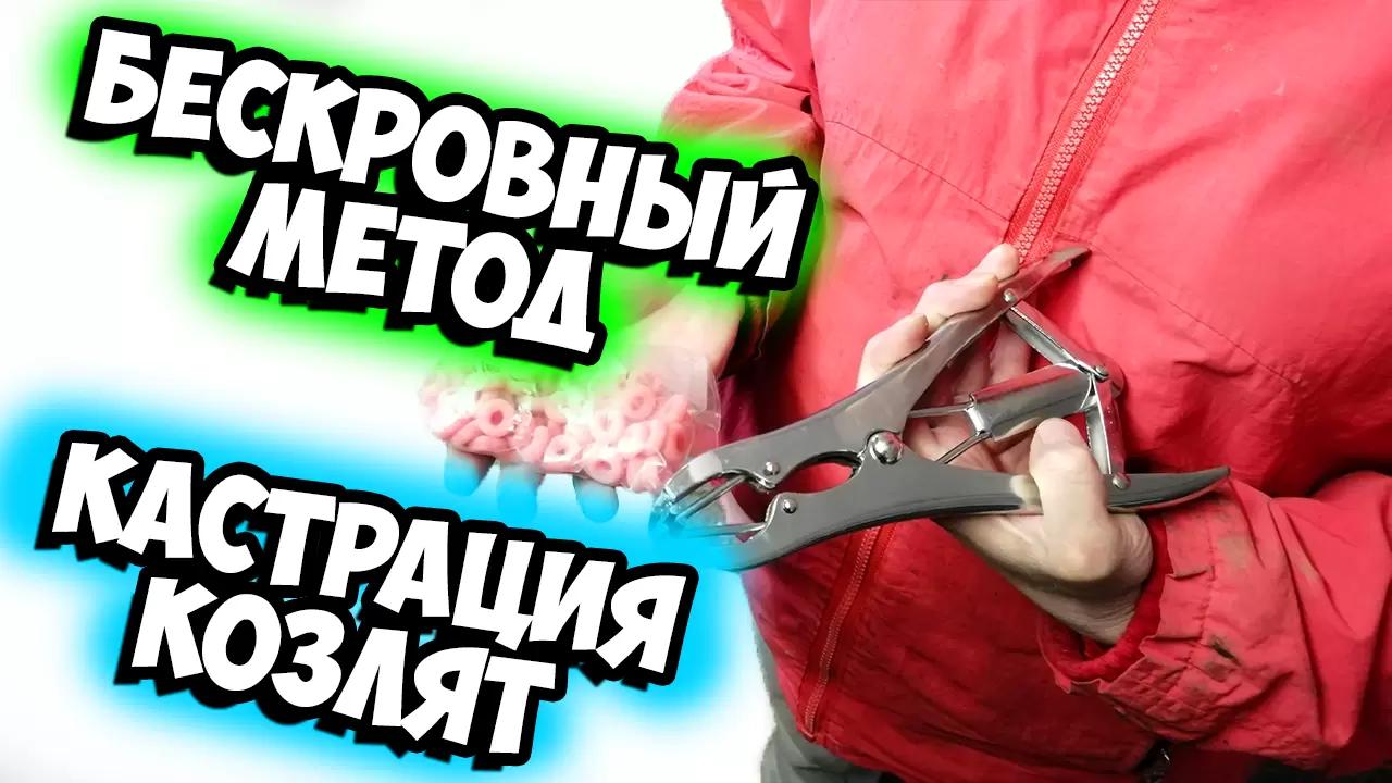 Бескровный метод кастрации телят