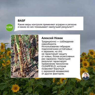 Заразиха в Краснодарском крае