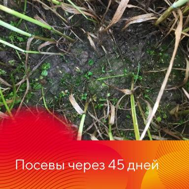 Защита озимых зерновых культур от сорняков