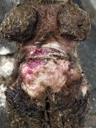 Пальцевый дерматит