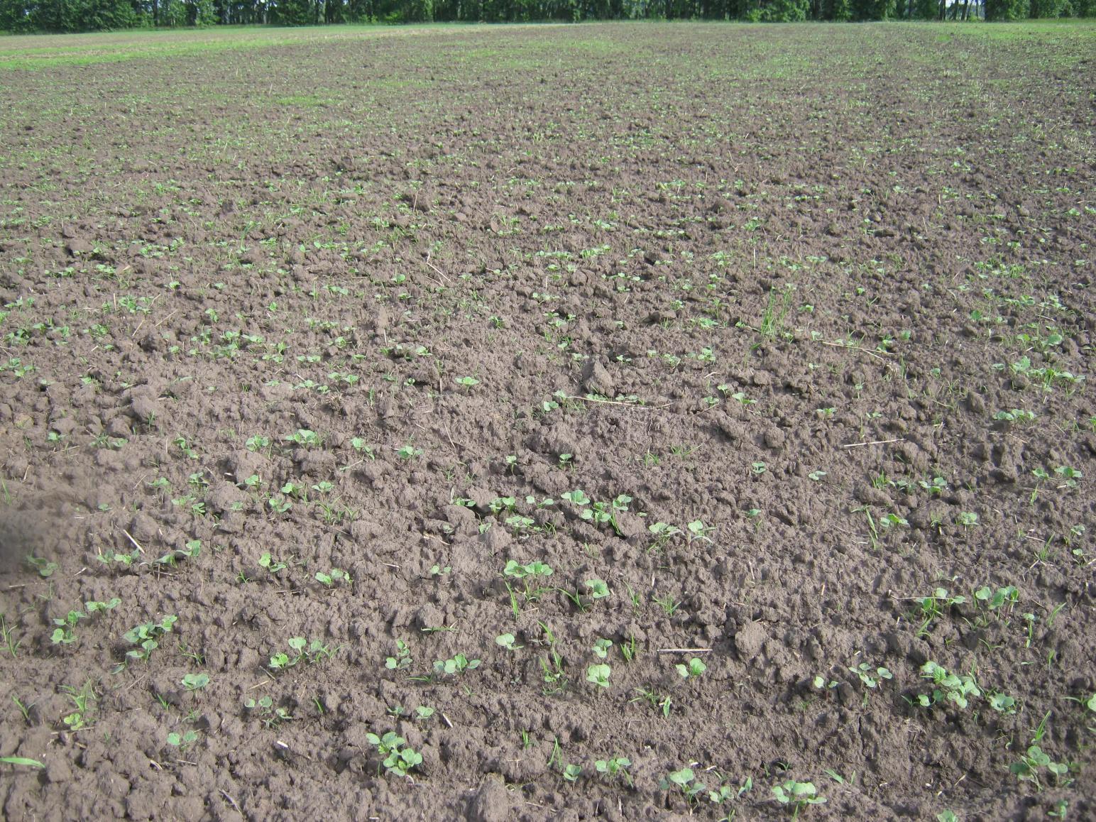 Эксперимент. Выращивание ярового рапса в зерновом севообороте.