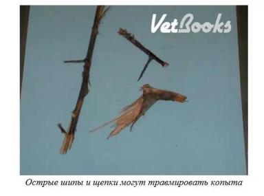 Харвуд – "Ветеринарное руководство по здоровью и благополучию коз". Гл. 13, ч. 1