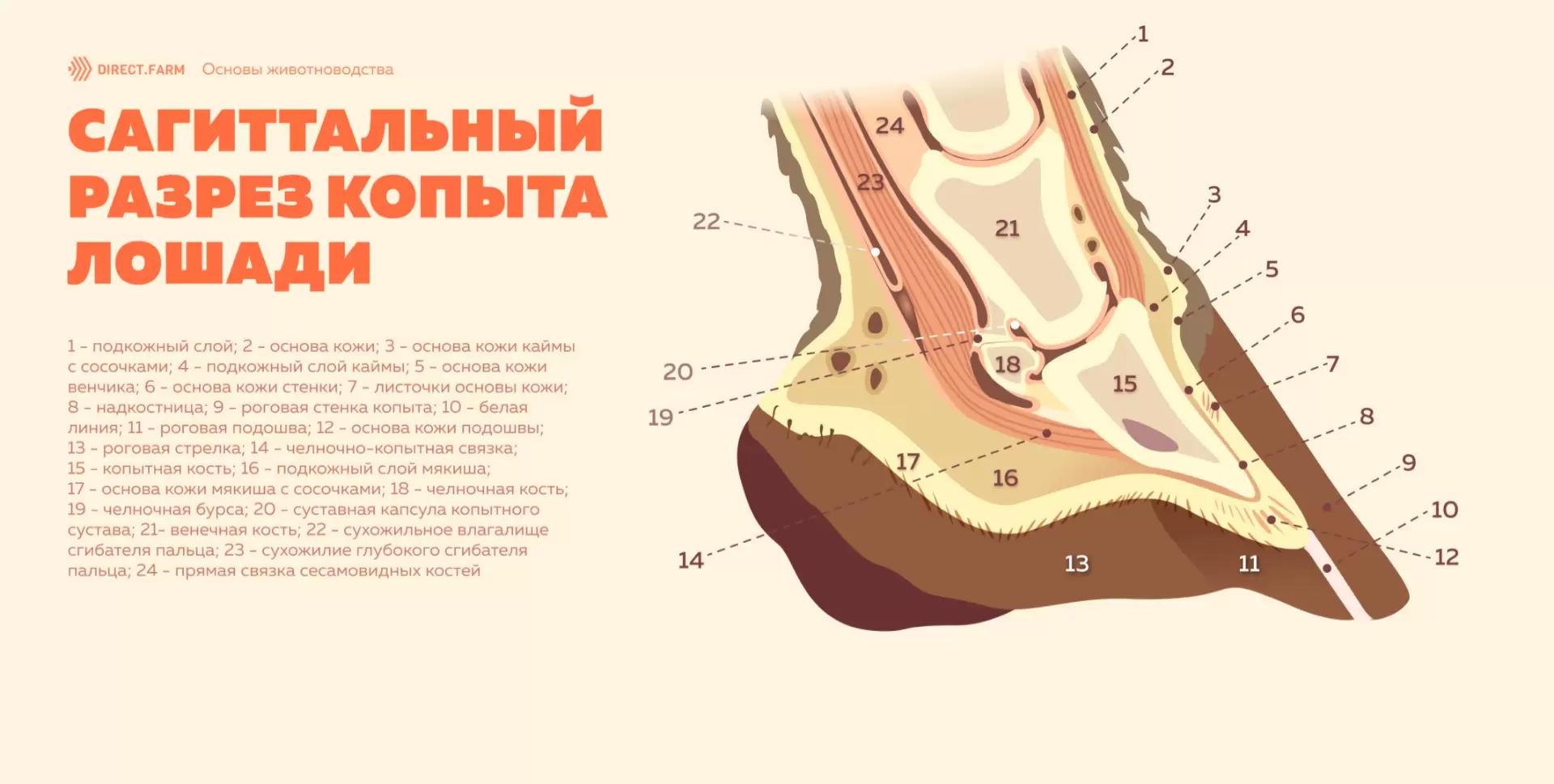 Строение копыта лошади