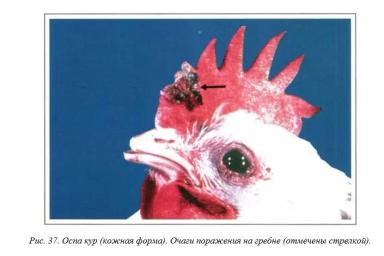Вегад - Атлас болезней птицы. Ч. 4. Оспа кур (оспа-дифтерит)
