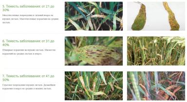 Как определить симптомы пятнистости листьев рамулярии у ячменя?