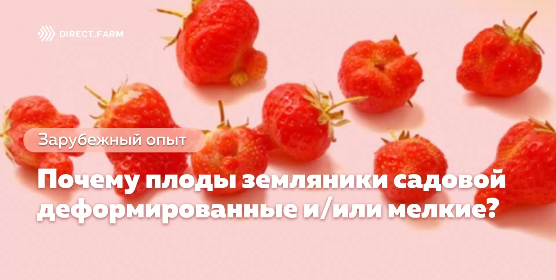 Почему плоды земляники садовой мелкие и/или деформированные?