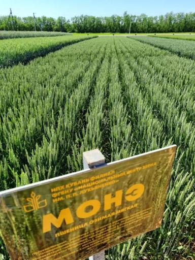 Монэ сорт мягкой озимой пшеницы