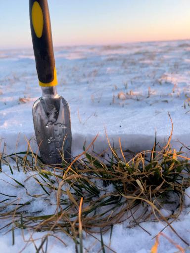 Ситуация в полях северной зоны Краснодарского края