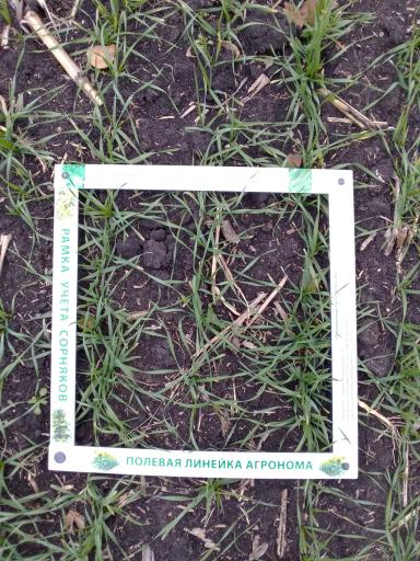 Влияние биопрепарата Альбит на развитие корневой системы озимой пшеницы