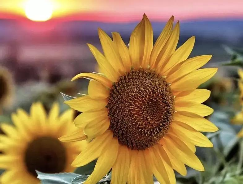 Культивация подсолнечника