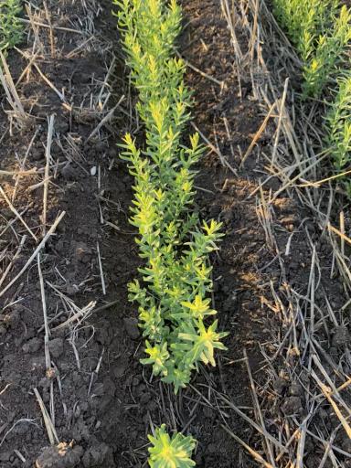 Фитотоксичность на льне от использования гербицидов