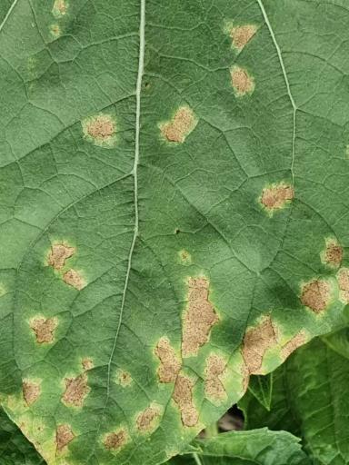 Вопросы из чатов: что за болезнь?