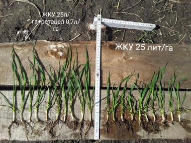 Озимая пшеница. Обработка регулятором роста Ретацел-750 ВК.