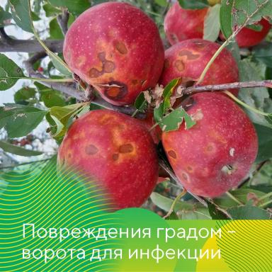 Гнили плодов при хранении