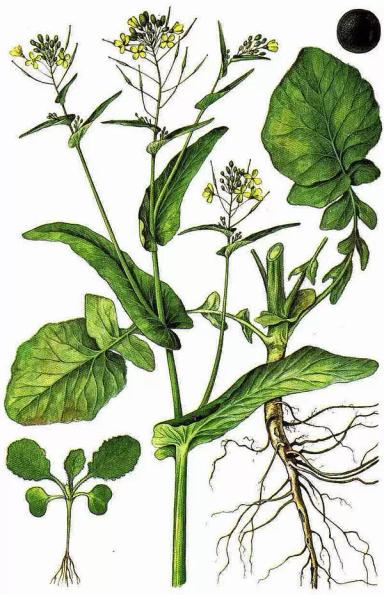 Капуста полевая