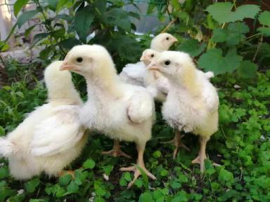 Промка или домашняя тушка птицы?