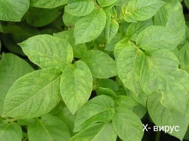 Вирусные заболевания картофеля